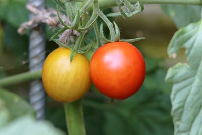 Tomaten werden reif