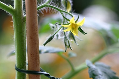 Tomatenpflanze blüht