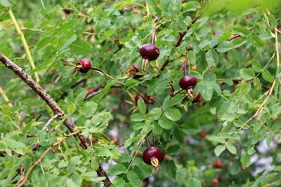 Bibernellrose - Rosa altaica - Rosa pimpinellifolia Strauch