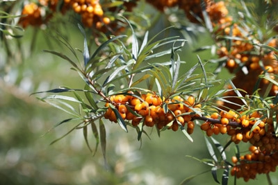 Sanddorn - Hippophae rhammoides