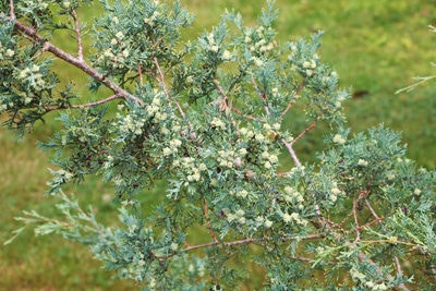 Scheinzypresse Chamaecyparis thyoides schnellwachsende Pflanzen