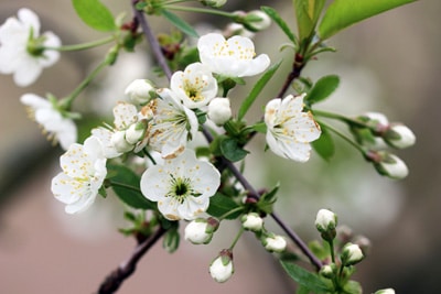 Apfelblüte - Malus