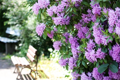 Bluhende Straucher Fur Den Garten Unsere 87 Lieblinge Gartendialog De