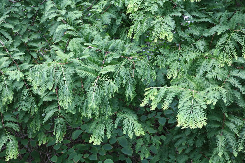 Urweltmammutbaum, Metasequoia glyptostroboides, Schattenspender