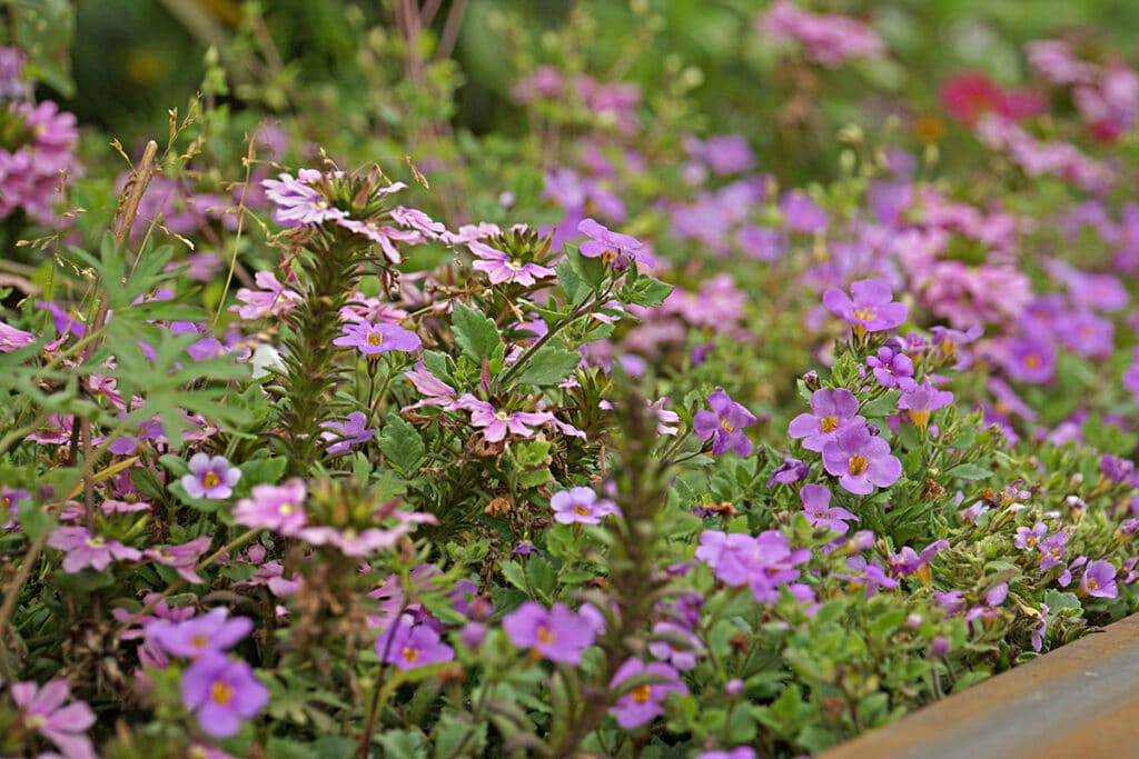 Blaue Fächerblume (Scaevola aemula)