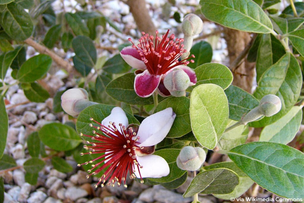 Brasilianische Guave (Acca sellowiana), Pflanzen Südbalkon