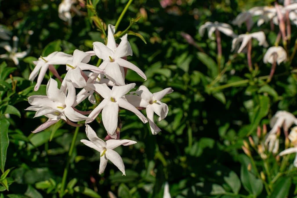 Echter Jasmin (Jasminum officinale)