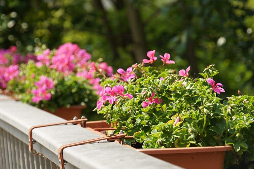 pflanzen die viel sonne vertragen draussen