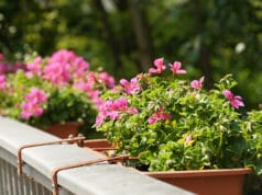 Geranie (Pelargonium)