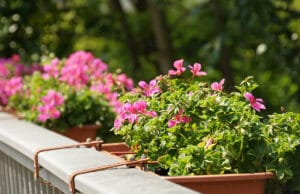 Geranie (Pelargonium)