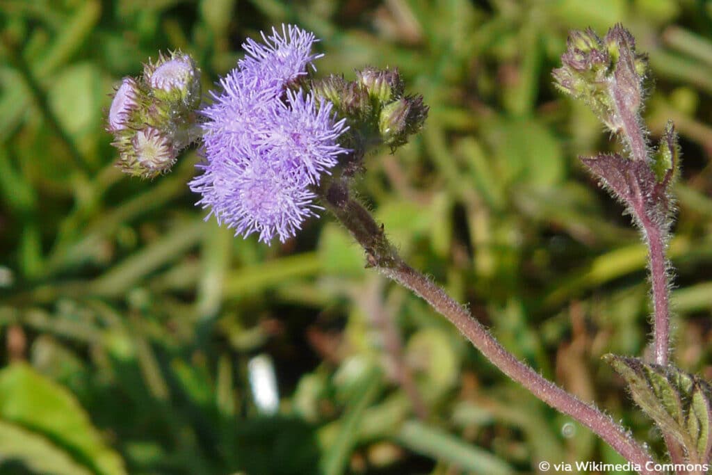 Gewöhnlicher Leberbalsam (Ageratum houstonianium)