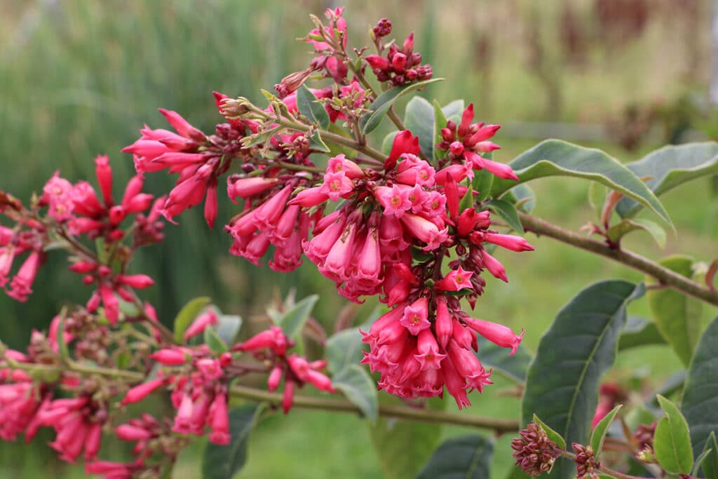 Hammerstrauch (Cestrum elegans), Pflanzen Südbalkon