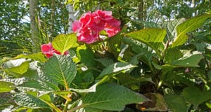 Hydrangea