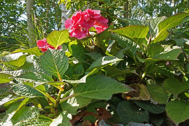 Hydrangea