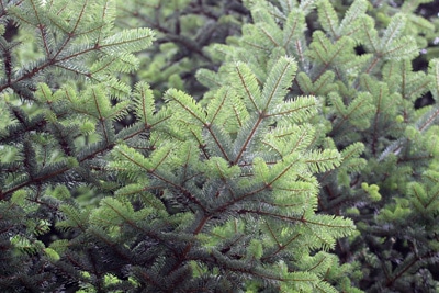 Abies cephalonica - griechische Tanne