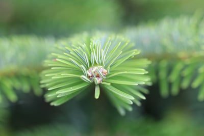 Abies cephalonica