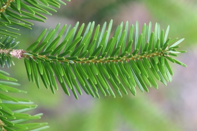 Abies cephalonica