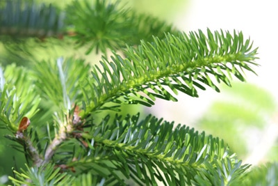 Abies koreana