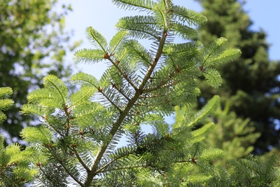 Abies koreana - Koreatanne