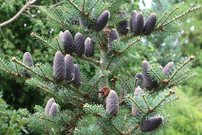 Abies koreana - Korea Tanne