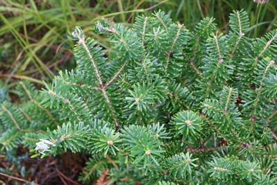 Abies koreana - Korea Tanne