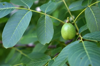 Juglans regia