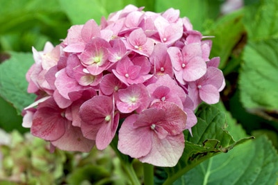 Bauernhortensie Bauernhortensie
