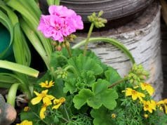 Geranie - Pelargonie pelargonium