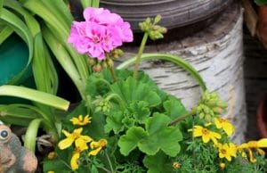 Geranie - Pelargonie pelargonium