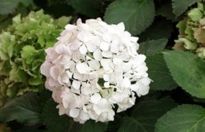 Hortensie Hydrangea