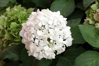 Hortensie Hydrangea