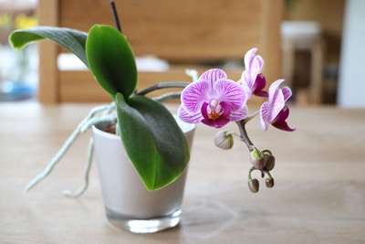 Orchideen im Glas