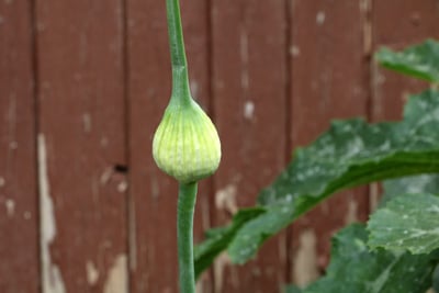 Zwiebel - Allium cepa