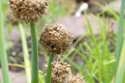 Zwiebel - Allium cepa