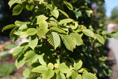 Buche - Fagus