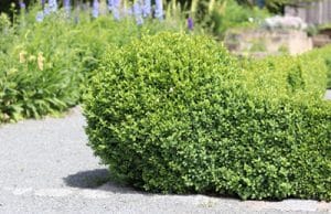 Buchsbaum Buxus