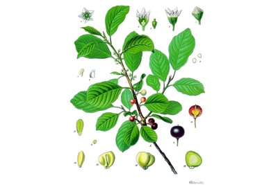 Faulbaum - Rhamnus frangula