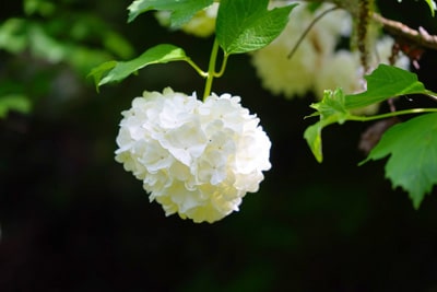 Gemeiner Schneeball - Viburnum opulus