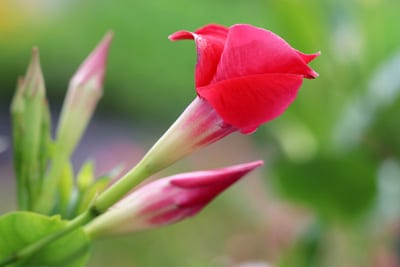 Dipladenia - Mandevilla