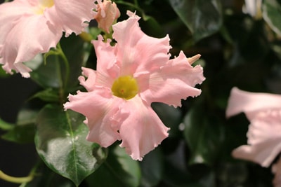 Dipladenia - Mandevilla