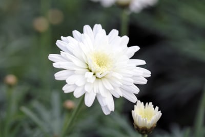 Strauchmargerite - Argyranthemum