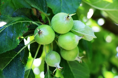 Apfel - Malus Obst anbauen