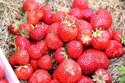 Erdbeeren pflanzen