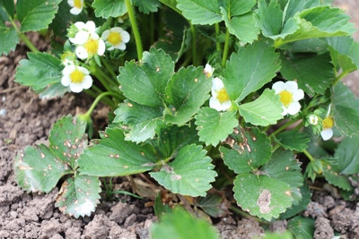 Erdbeerpflanze mit Blüten