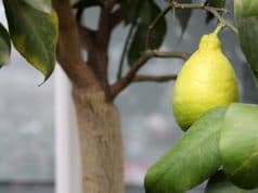 Zitronenbaum citrus limon