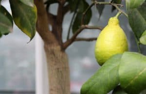 Zitronenbaum citrus limon