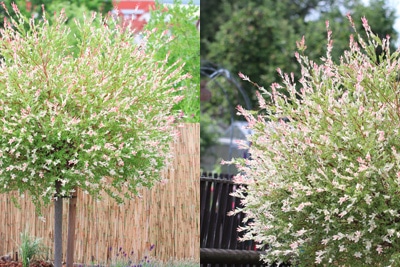 Harlekinweide - Salix integra - Zierweide