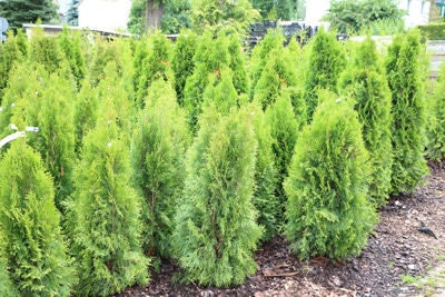 Thuja Occidentalis