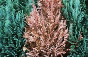 Thuja Occidentalis