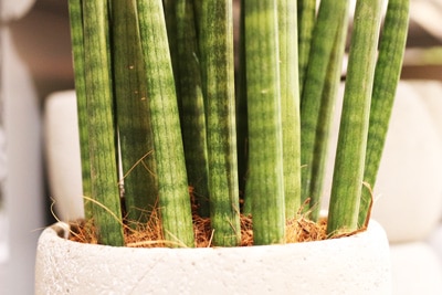 Bogenhanf - Sansevieria cylindrica